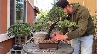 Repotting a 30 year old juniper bonsai tree: A brief tutorial