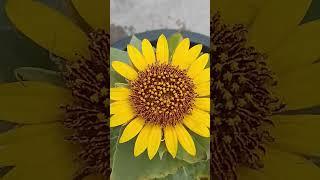 Sunflower . please like and subscribe.