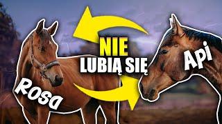 APOLLO NIE LUBI ROSY? - STAJENNY VLOG