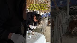 大年初一忙不断，21只狗狗集体生病