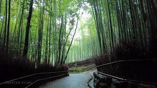 KYOTO Heavy Rain Walk - Around Arashiyama Kyoto Japan | 4K ASMR | Binaural Rain Ambience