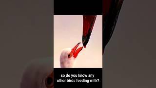 is this flamingo feed blood to the baby? #flamingo