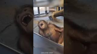 Funny Donkey video and Monkey laughing 2023 #donkey #monkey #shorts