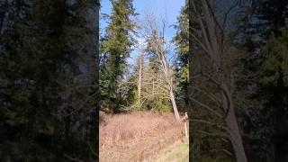 65 foot Maple tree crashes down! #timber #logging
