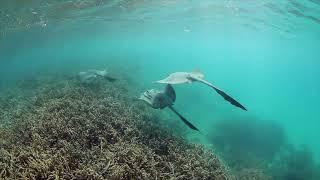 Heron Island Reef Bleach HERO VIDEO  (c)  Undertow Media & Divers for Climate