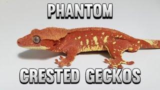 We Need To Talk About Phantom Crested Geckos!