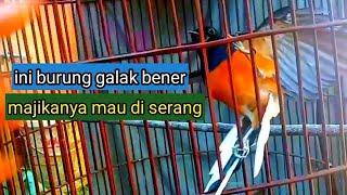PETERNAKAN BURUNG MURAI YANG BAGUS DI DESA PELOSOK TERPENCIL