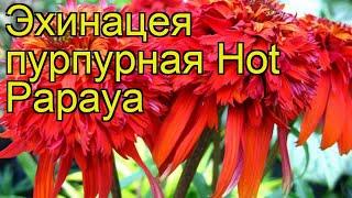 Эхинацея пурпурная Hot Papaya. Краткий обзор, описание характеристик, где купить саженцы