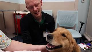 Meet Helen DeVos Children’s Hospital's first facility dog, Indi