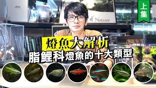 燈魚大解析--10種常見的脂鯉科燈魚