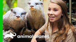 Two "Otterly Adorable" Asian Otters Put On A Show At Australia Zoo | Crikey! It's the Irwins