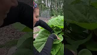 Alaska rhubarb harvest for day 3 of the #everybitcountschallenge #homestead #alaskahomestead