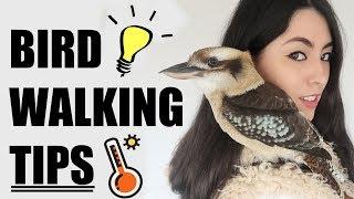 How I Walk My Pet Birds | EMZOTIC