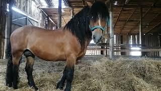 Horse stallion 1008