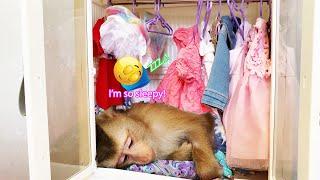 Super cute! Monkey LyLy fell asleep in the closet after being tired of choosing a dress