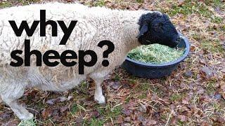 6 Reasons to Add Sheep to Your Homestead [especially for first-timers]