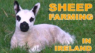 Sheep Farming in Ireland Documentary  - A Year in the Life of an Irish Sheep Farmer