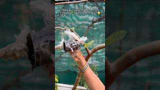 Open Air layered Guava branch after 2 months 🪴 Did it grow Roots? 