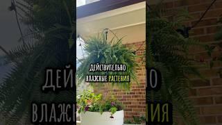 Полив по солнце. Полив и солнце. Растения в жару. Солнце убивает растения
