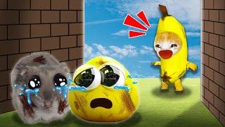 Banana Cat Adopted Poulina and Sad Hamster | A Rainy Day Rescue Story  Baby Banana Cat Compilation