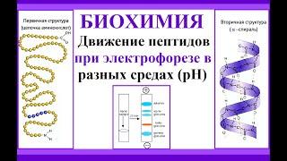 Движение пептидов в электрофоретическом поле при разных рН. Биохимия.