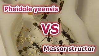 Бой муравьёв за территорию. Messor structor vs Pheidole yeensis