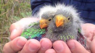 Tasmania's swift parrot set to follow the dodo