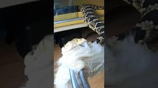The Batwing Rattlesnake's Incredible Venom Display