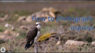 How to photograph an osprey