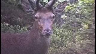 Developing Antlers, Red deer