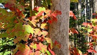 Walk into the beautiful fall of Canada  Autumn foliage in Nova Scotia  ! Relaxing music  