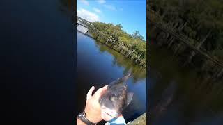 Black Drum drumming sound footage #blackdrum #dockfishing #fishing