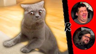 Best Cat Videos of the Decade - @DailyDoseOfInternet | RENEGADES REACT