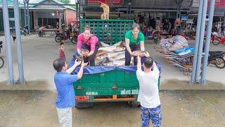 My sister (Daily Farm) to harvest many fish in the pond - Use truck transport many fish go to sell