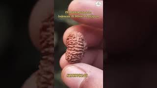 19 Mukhi Rudraksha #om #astro #shiv #rudraksha #rudra #rudraksh #viral #astrology #viralvideos