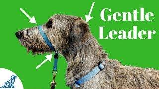 How To Use A Gentle Leader Head Collar - Professional Dog Training Tips