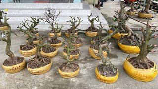 PHÔI MAI VÀNG ngày 10/3/2025 (#0915725306 TRUYỀN) lai vung -  @bonsai Can Tho