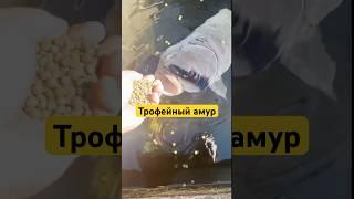 Трофейный амур #белыйамур #рыбалка #рыба #карп #сазан #flatfeeder #fishing #карась