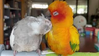 Sun conure and cockatiel preening each other | BCC10