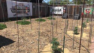 Outdoor Medical Grow - Transplant Day - 5-15-2024