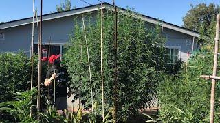 Do this if you want huge plants || 8-14-2024