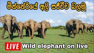 මින්නේරියේ තාවුල්ලට එන අලි රංචු සජීවීව #live #shortvideo #elephant #views #attack #youtube #tiktok