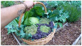 Harvesting Cabbage & Purple Broccoli From the Garden