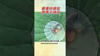【眾生佛前渡】選擇舒適區，還是去破局 #人生感悟 #心靈成長 #正能量 #修心思維 #魚 #禪