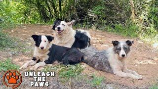 Border Collie Family Left in the Forest – Mama Dog was so happy to be found!