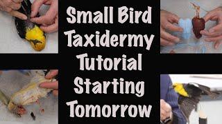 Small bird Taxidermy full tutorial. Starting tomorrow.