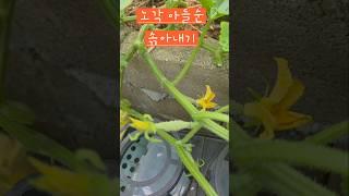 노각 아들순 솎아내기 #옥상텃밭 #소소한행복 #노각