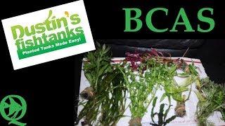 Aquatic Plants From Dustins Fishtanks Unboxing