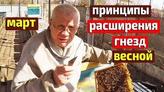 Весеннее развитие пчелиных семей Когда расширять гнезда