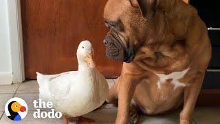 The Happiest, Cuddliest Duck Ever Is Obsessed With A Giant Dog | The Dodo